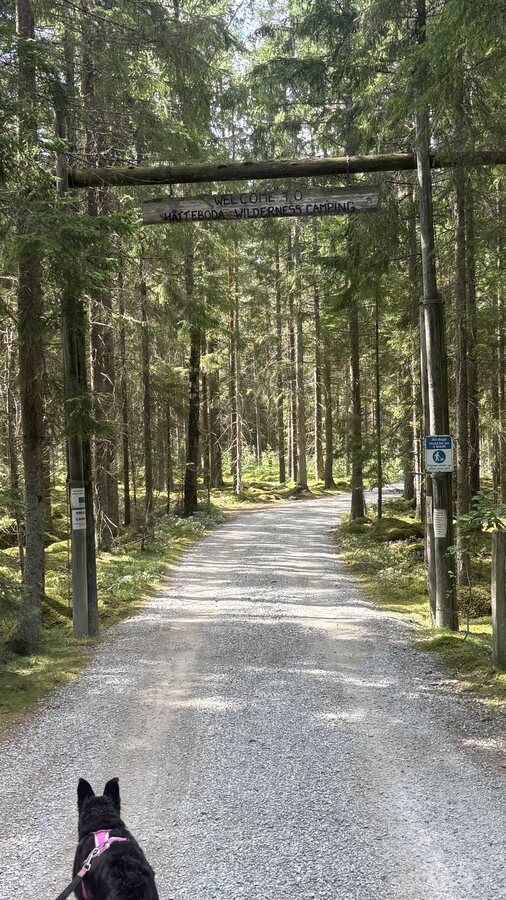 Eingang zum Hätteboda Wilderness Camping, im Vordergrund ein Hund an der Leine