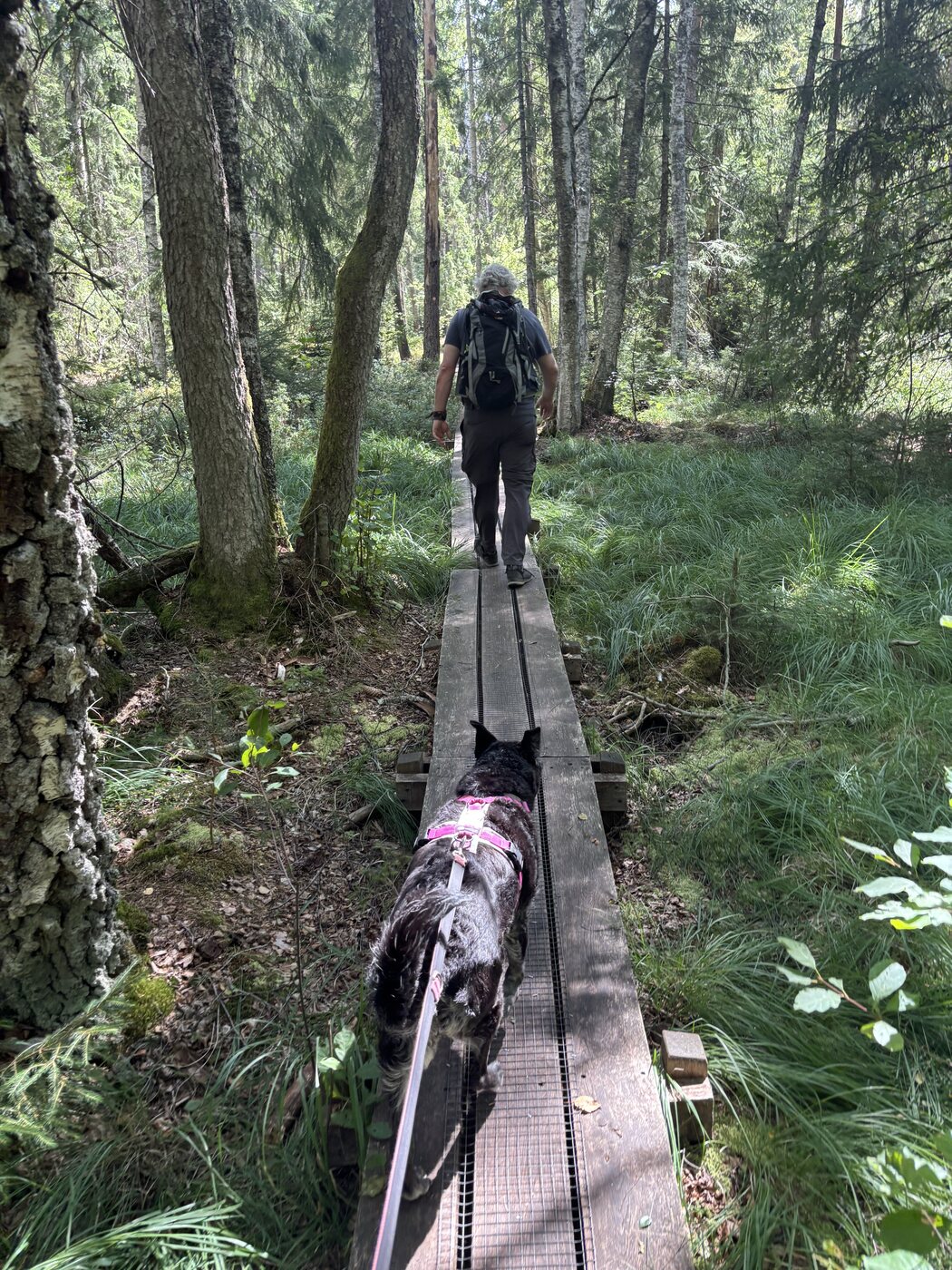 Johannes und Lucy laufen über schmale Holzplanken durch das Moor