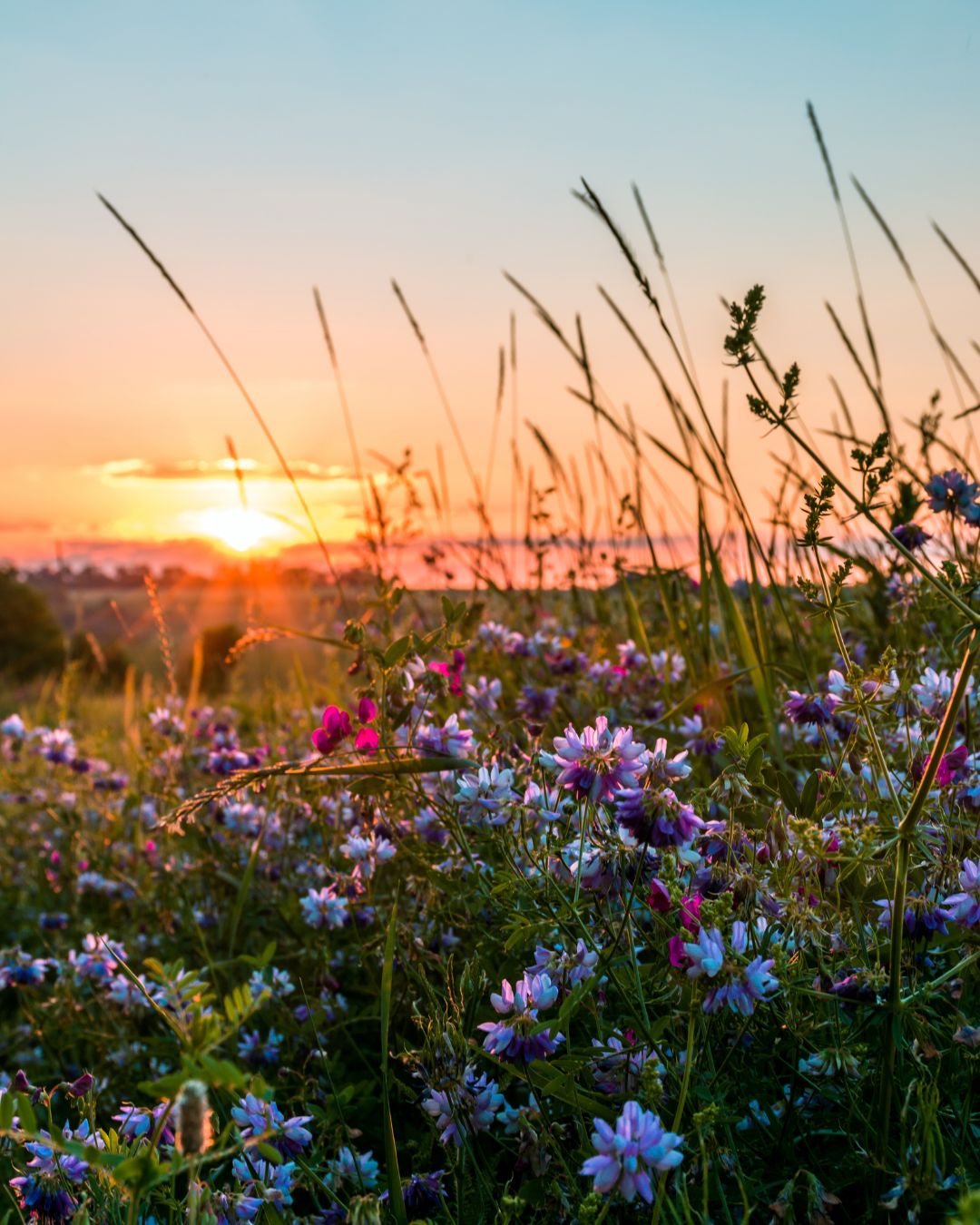 Blühende Sommerwiese im Abendlicht